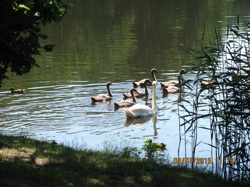 img00039.jpg
