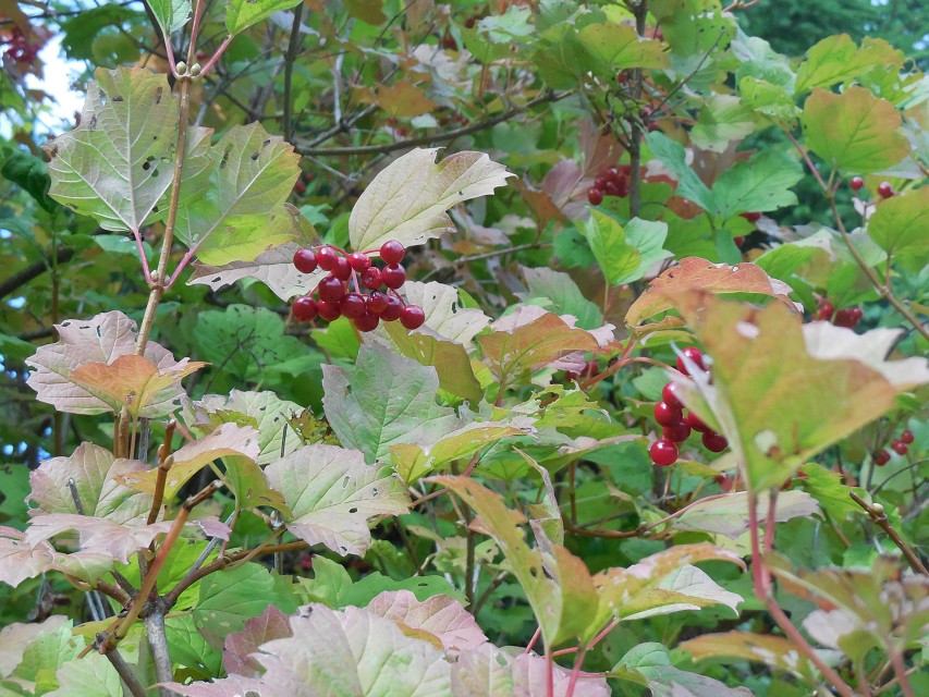 img00021.jpg