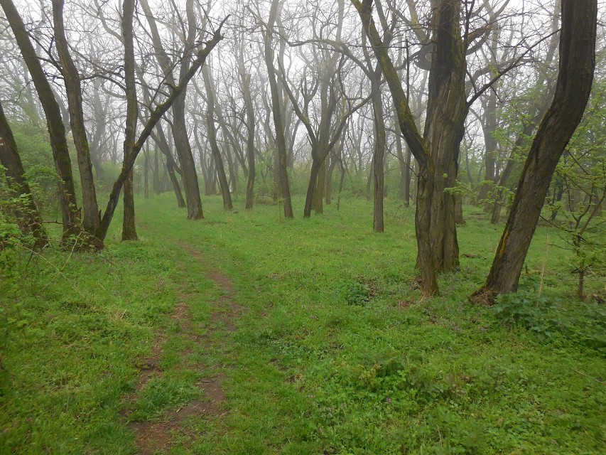 img00036.jpg