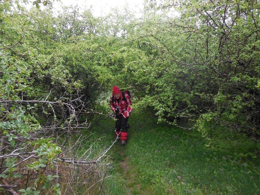 img00037.jpg
