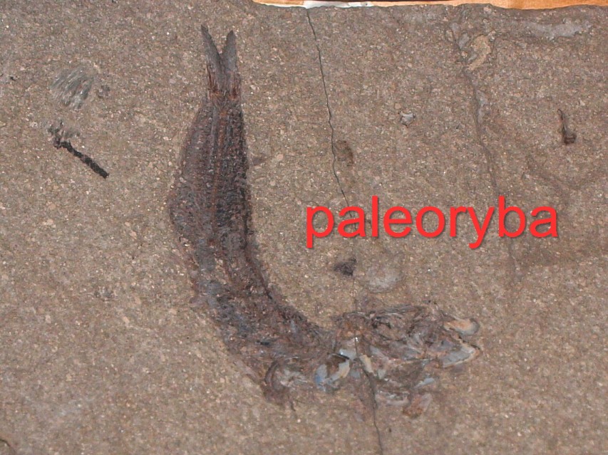 img00045.jpg