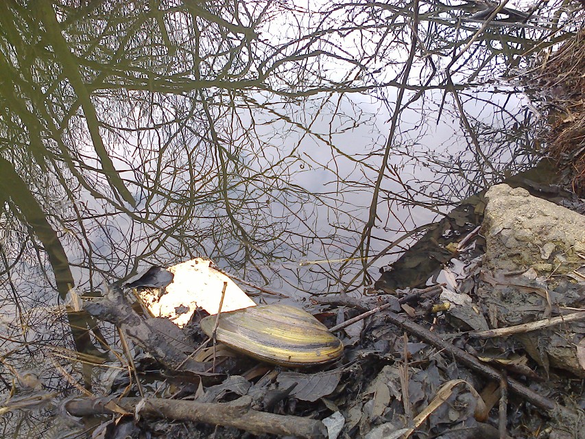 img00005.jpg
