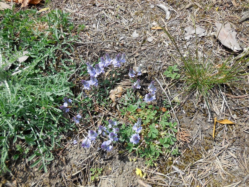 img00094.jpg