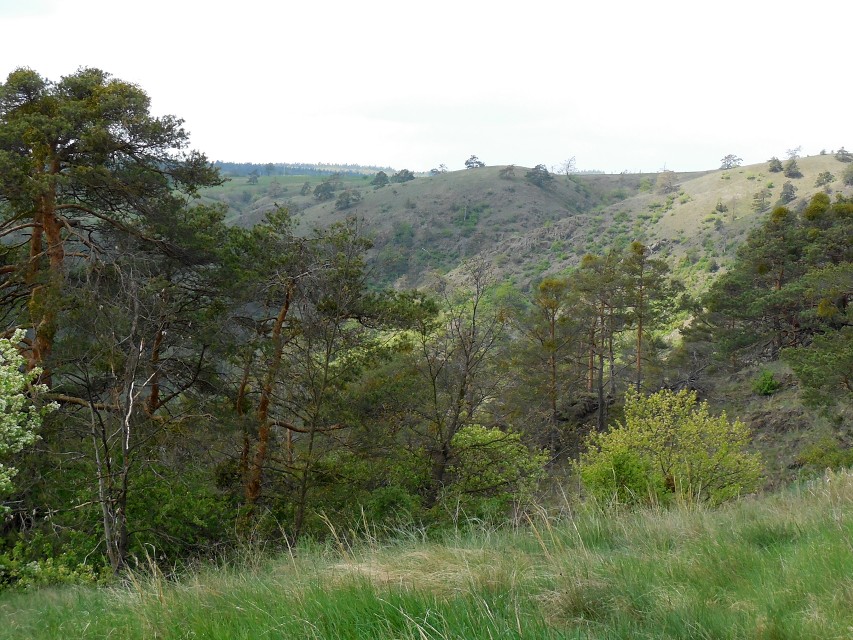 img00098.jpg