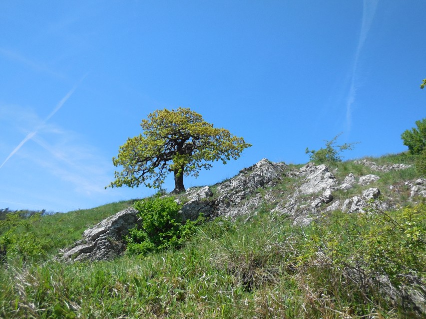 img00148.jpg