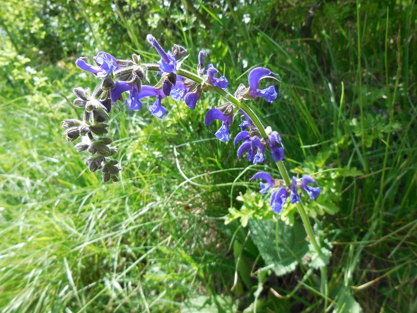 img00167.jpg