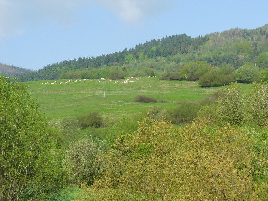 img00006.jpg