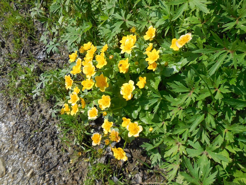 img00011.jpg