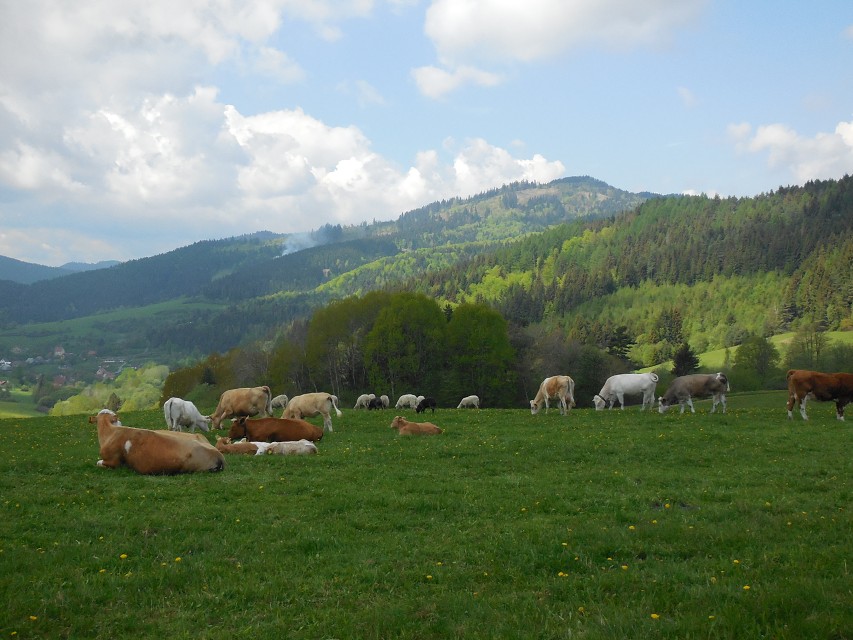 img00020.jpg