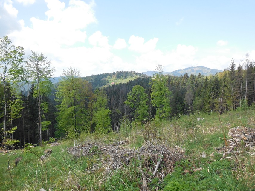 img00024.jpg