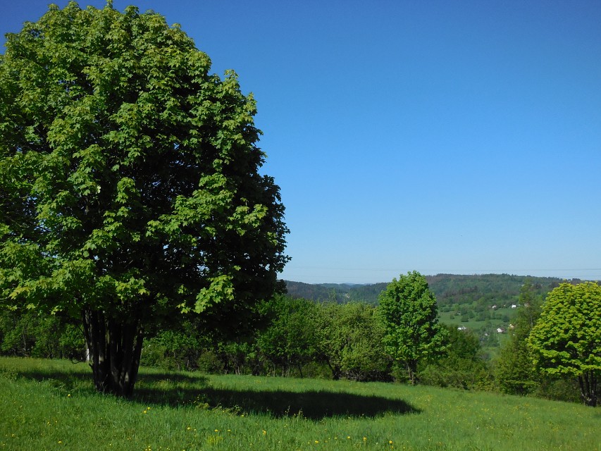 img00012.jpg