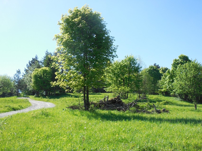 img00013.jpg