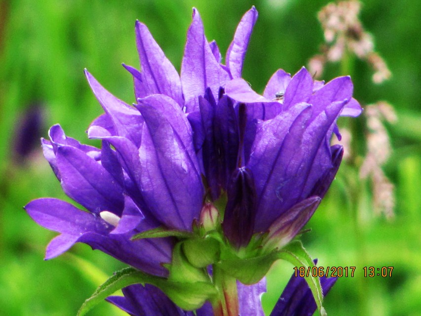 img00048.jpg