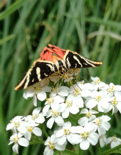img00006.jpg