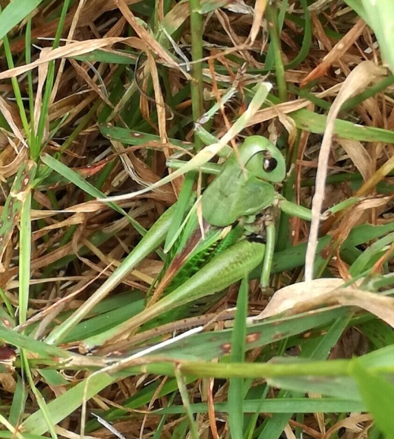 img00009.jpg