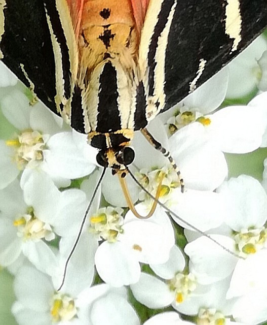 img00020.jpg