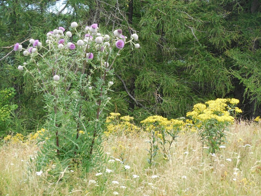 img00028.jpg
