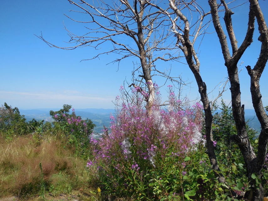 img00059.jpg