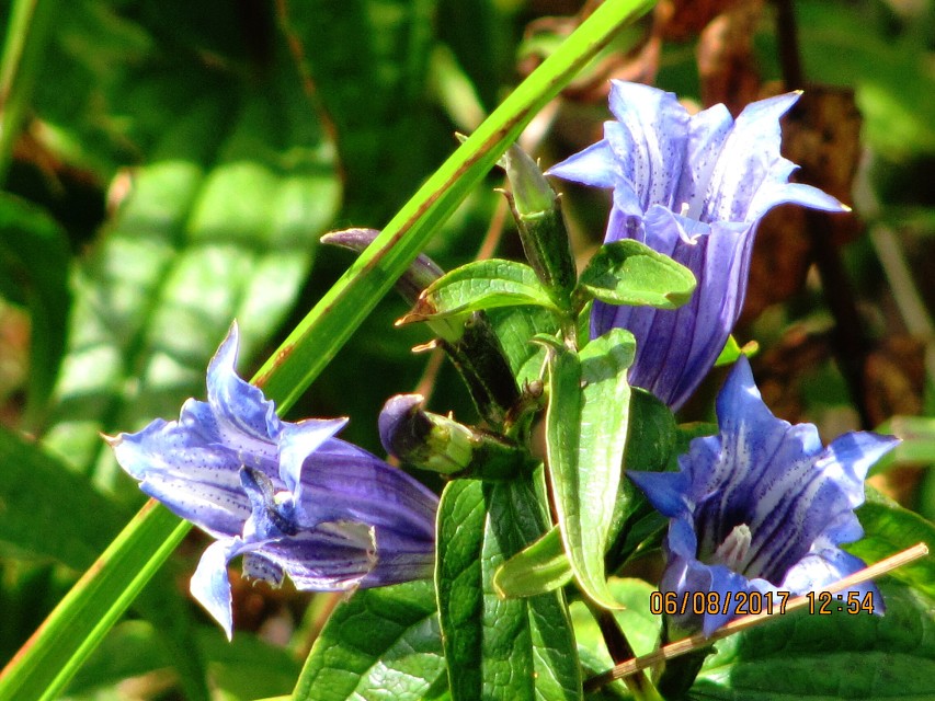 img00078.jpg