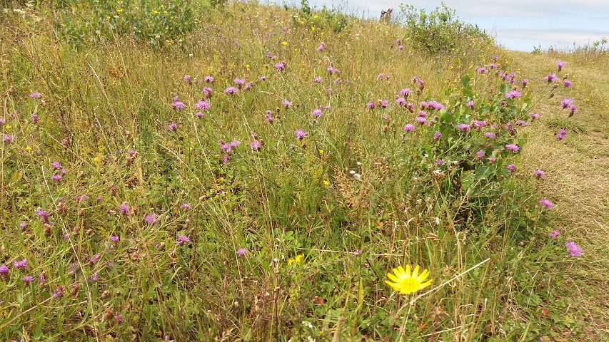 img00138.jpg
