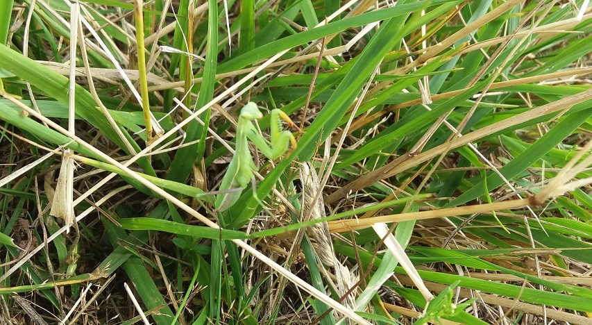 img00168.jpg