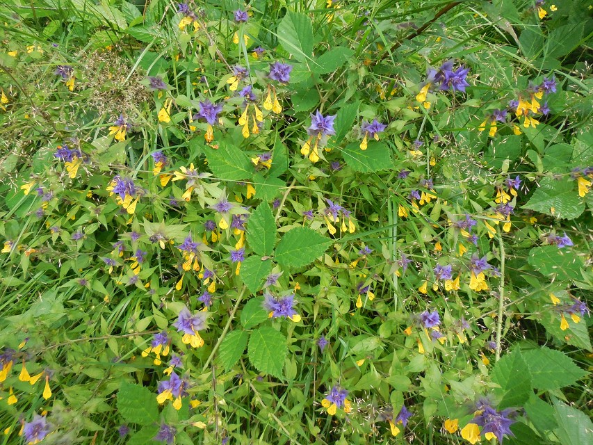 img00176.jpg