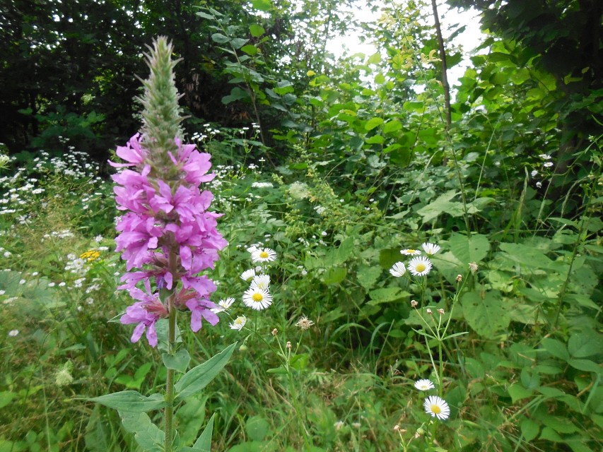 img00178.jpg