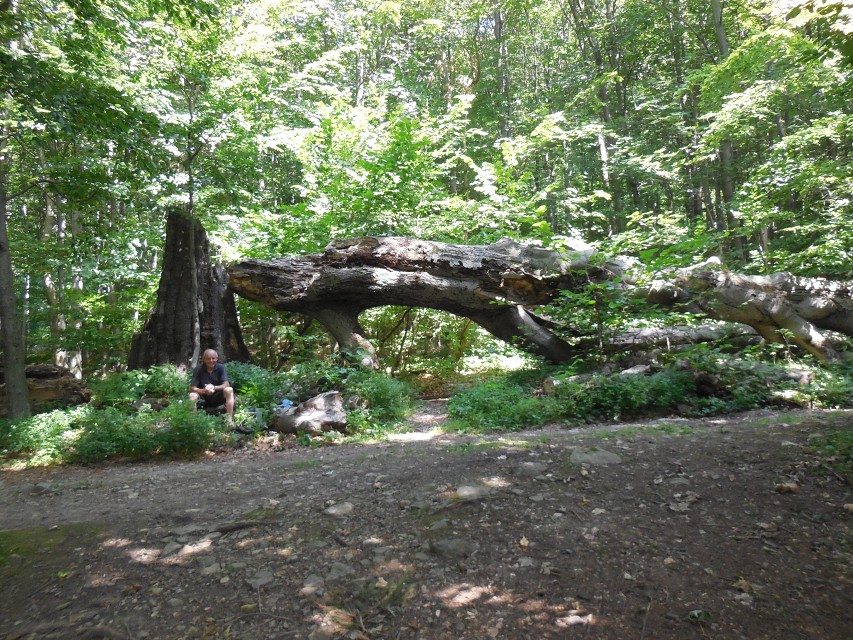 img00262.jpg