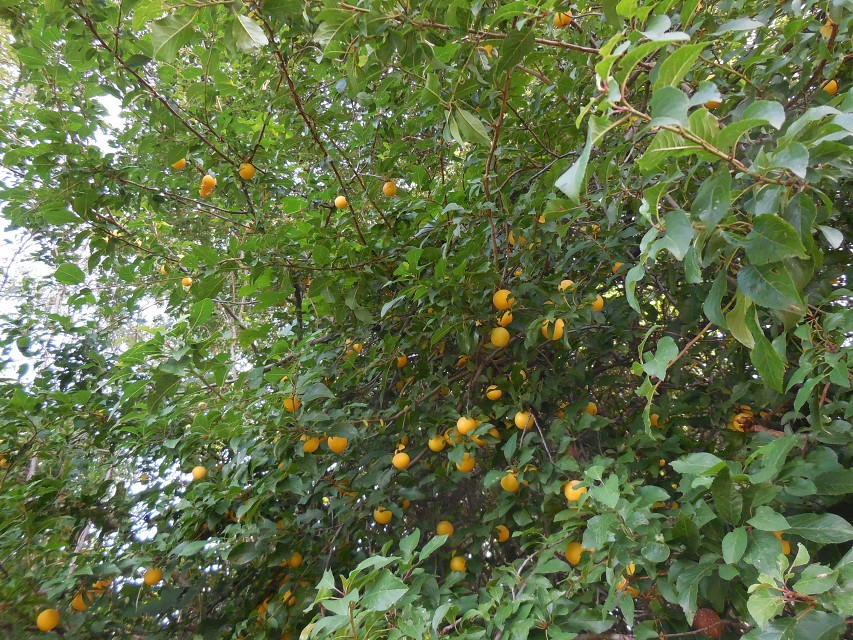 img00015.jpg