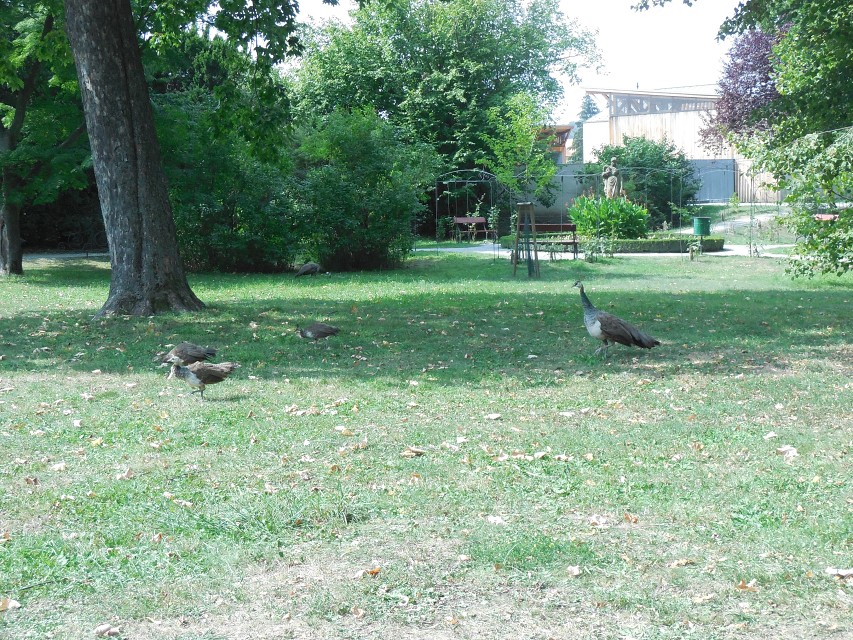 img00029.jpg