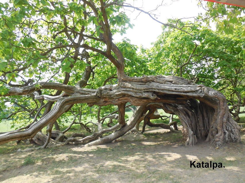 img00035.jpg
