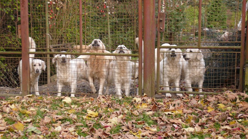 img00003.jpg