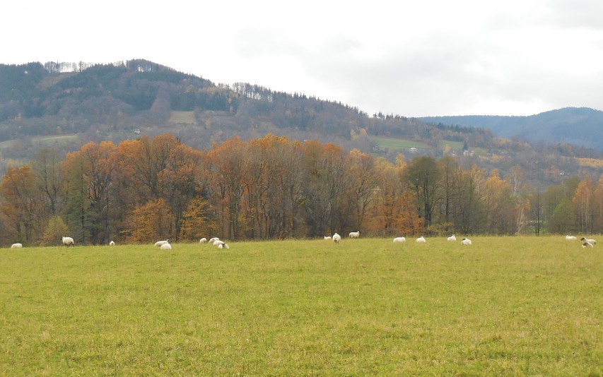 img00010.jpg
