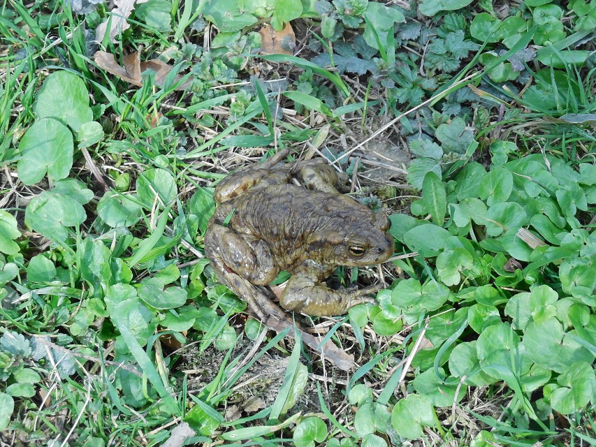 img00010.jpg