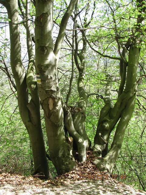 img00040.jpg