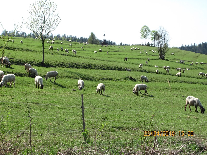 img00063.jpg