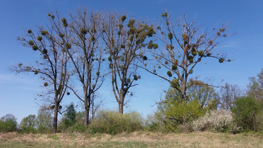 img00009.jpg