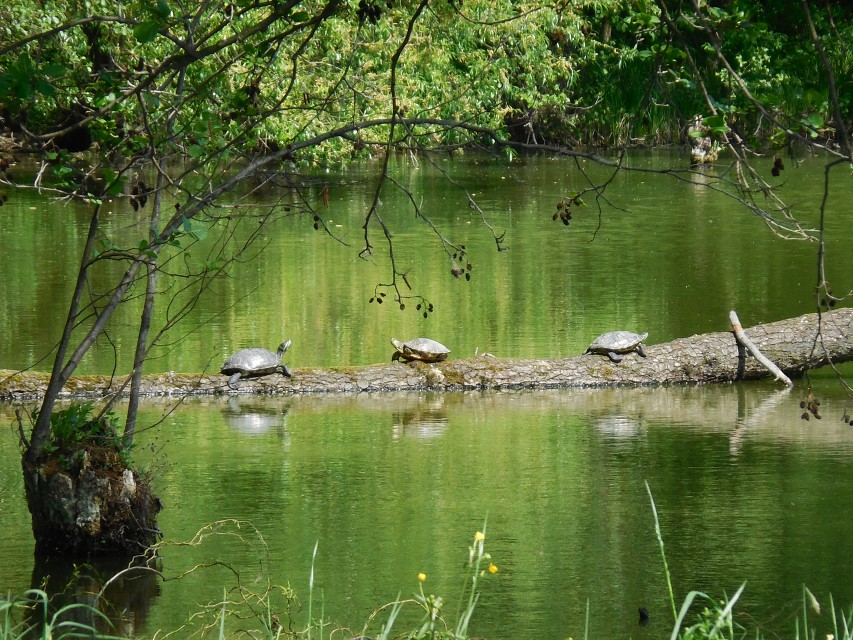 img00025.jpg