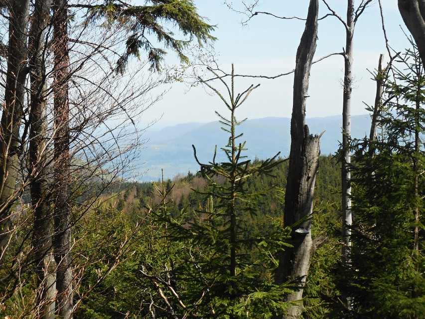 img00017.jpg