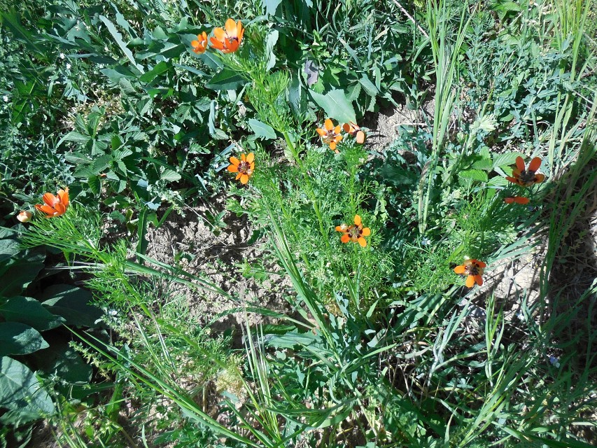 img00054.jpg