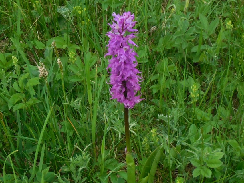 img00036.jpg