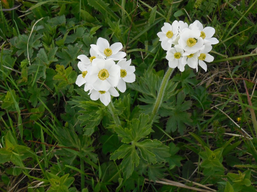 img00021.jpg