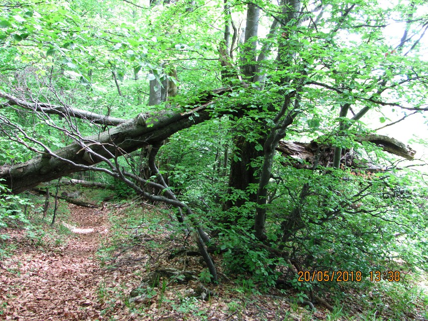 img00069.jpg