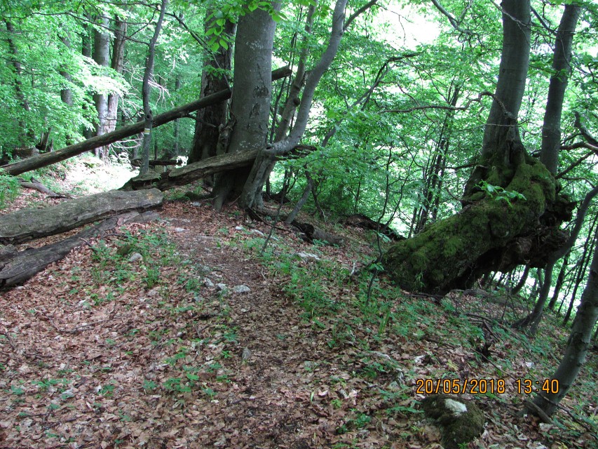 img00070.jpg
