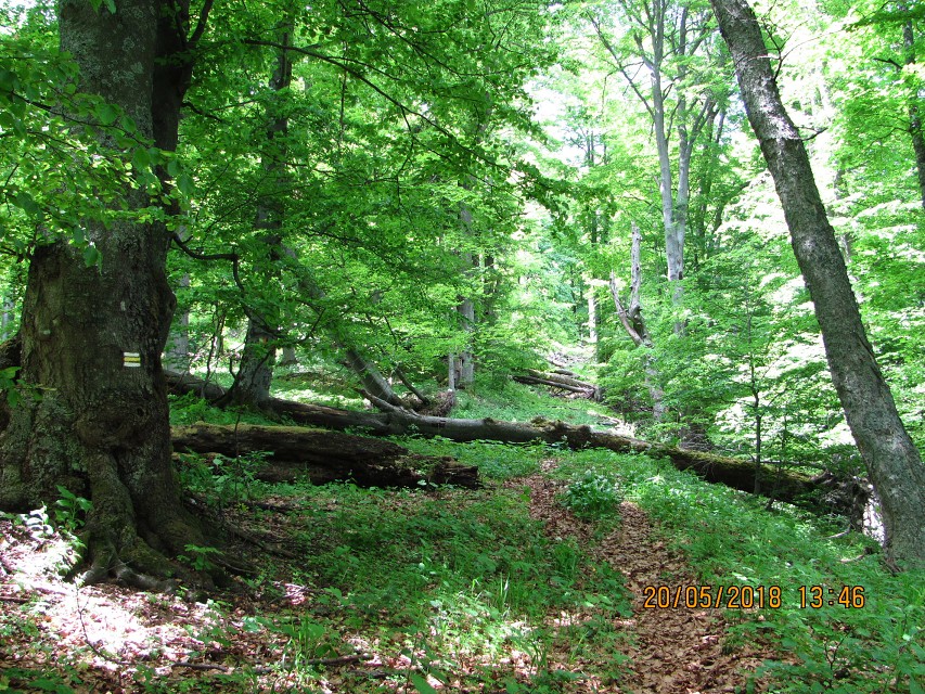 img00072.jpg