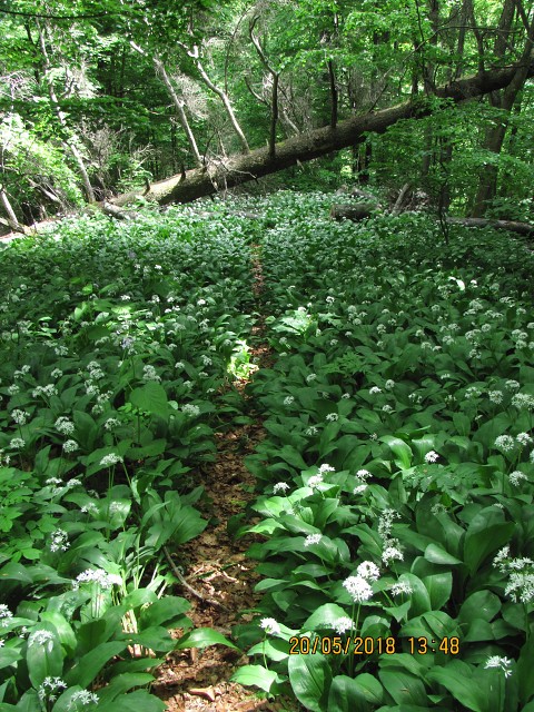 img00073.jpg