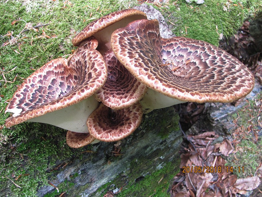 img00075.jpg