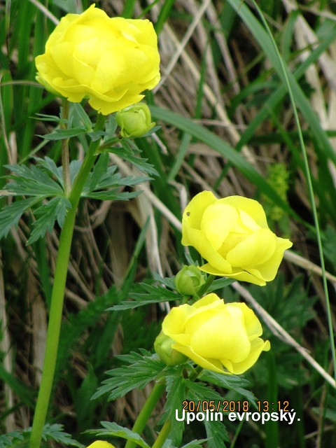 img00094.jpg