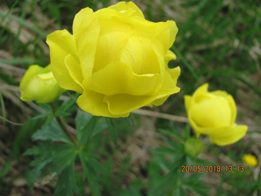 img00095.jpg