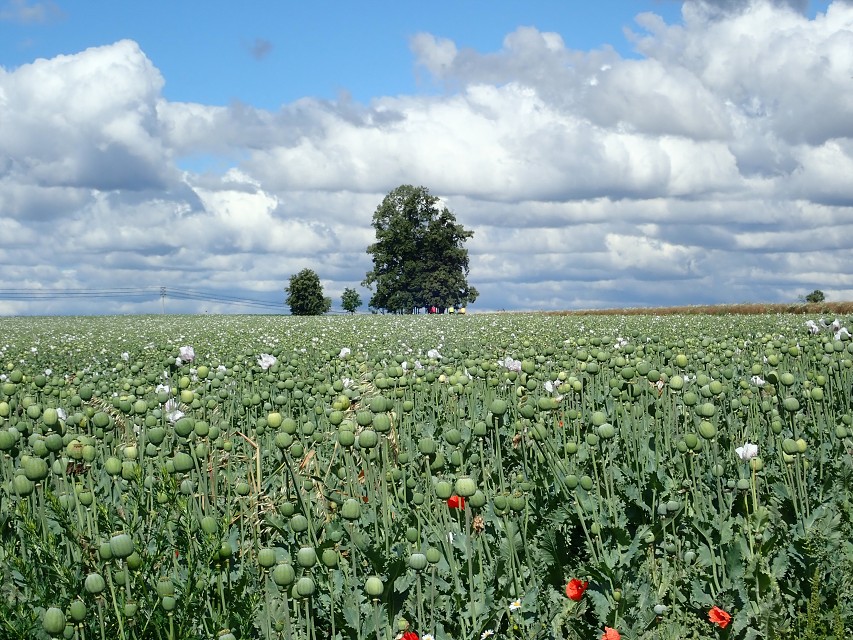 img00004.jpg